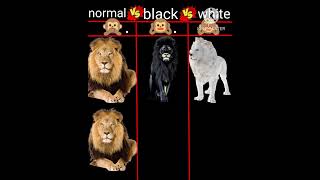normal lions vs black lions vs white lions | shorts