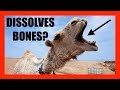 Camel Bites Can Dissolve Bones? | [OFFICE HOURS] #007 highlight