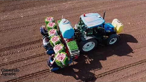 Trapianto pomodoro: i consigli del Consorzio Agrario di Cremona