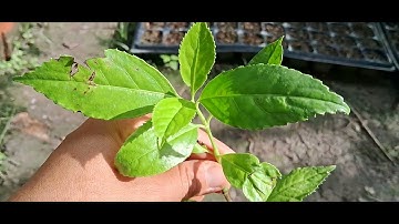 Cây Sói Rừng giống 18k 1 bầu giống Vườn ươm Trường Xuân 0786.074.336