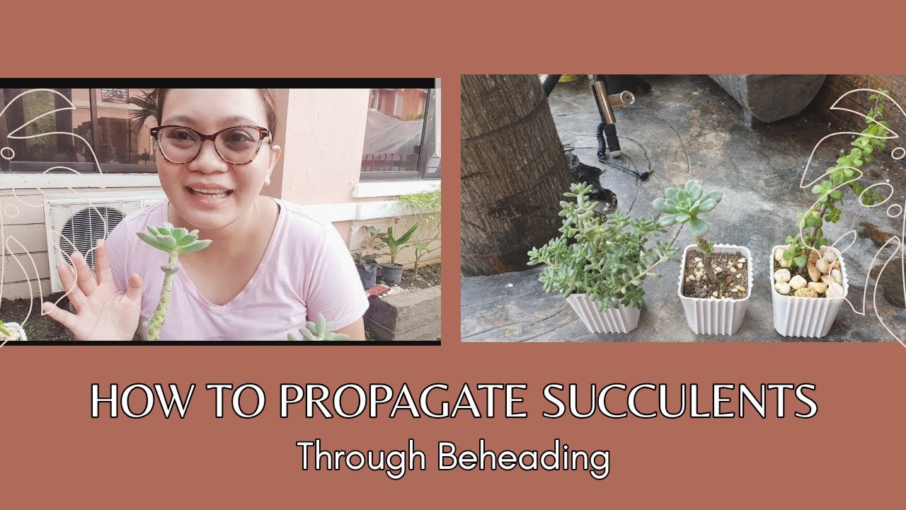 How to Propagate Succulents| Beheading Technique - YouTube