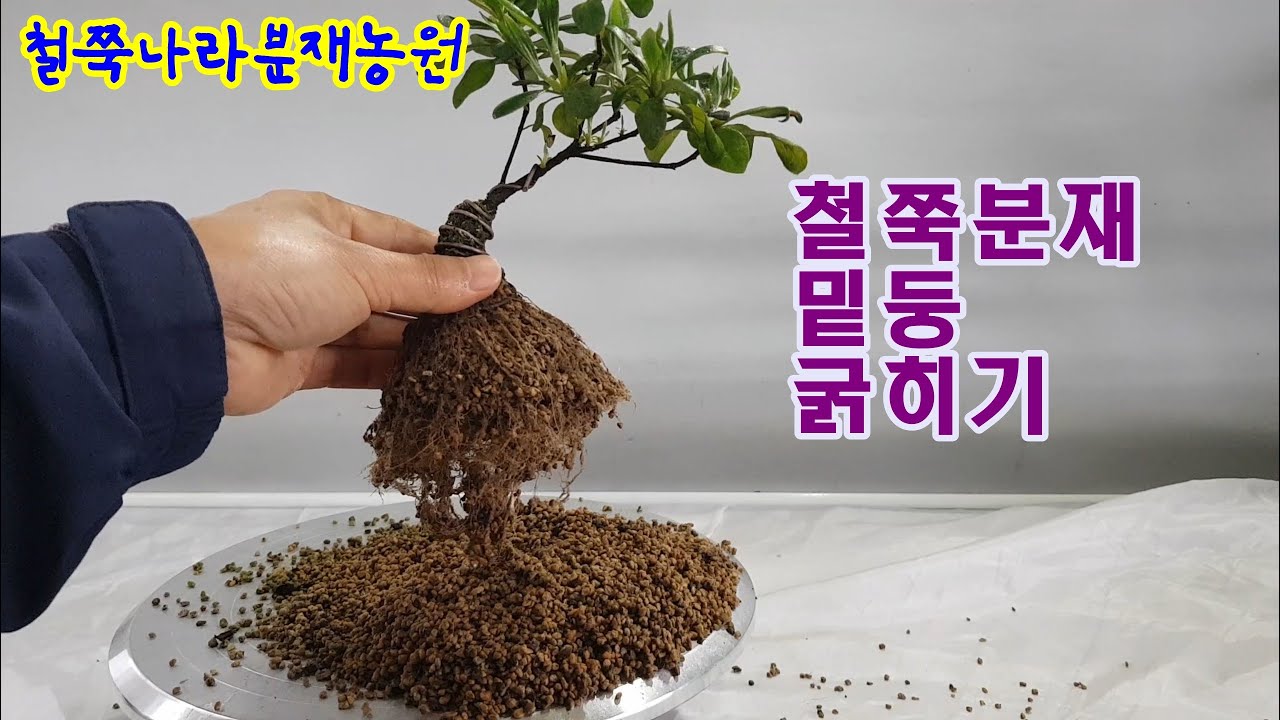 23년3월26일 철쭉분재 밑둥 굵히기