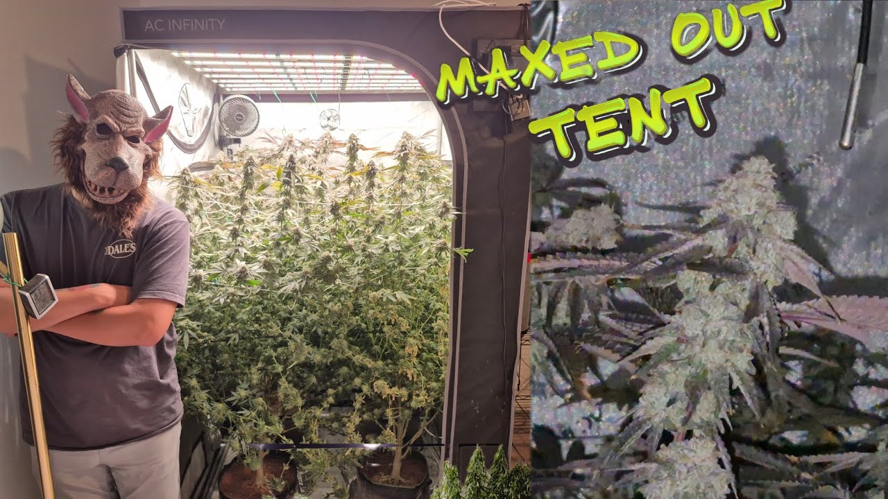 OG Kush Floramax 700w 4x4 Tent Grow
