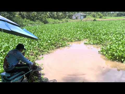 Video Câu đài… câu cá rô phi tự nhiên .. điểm câu nhiều tiềm... - youtube