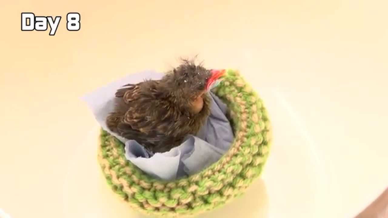 wildlife sos facebook Day 8 - Hand Feeding Baby Bird