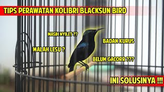 Perawatan kolibri black sunbird agar cepat gacor