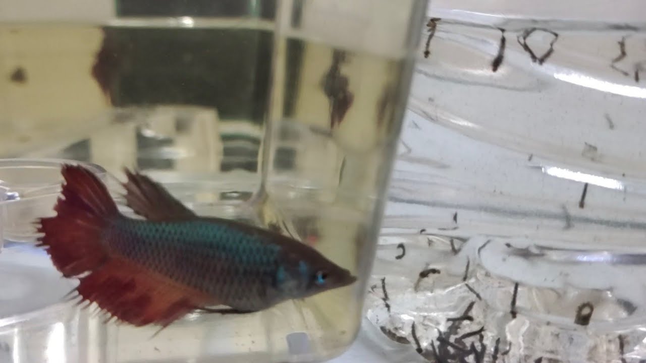 Makanan Untuk Anak Ikan Laga Amirulbettafactory Makanan Untuk Anak Ikan Laga Di Habitat Asal Ikan Laga Kebiasanya Mencari Makanannya Sendiri Namun Untuk Ikan Laga Yang Dipelihara Anda Mesti Menyediakan Makanan