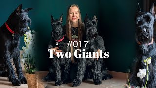 6 months after we got a puppy, about health and behaviour | Ep.17 | Life with Giant Schnauzers