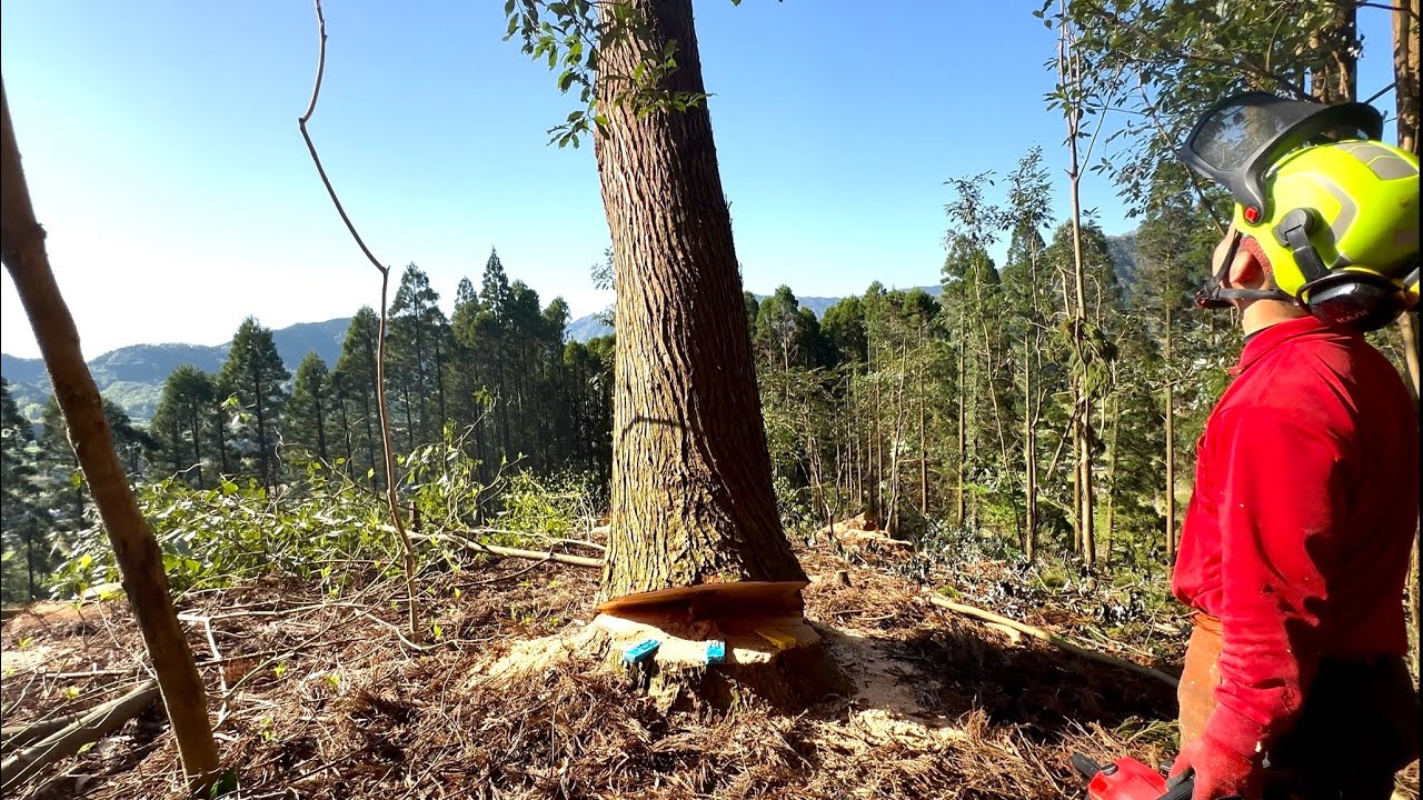 伐採やります Logging] Newbie Teru Challenges Felling a Large-diameter Tree