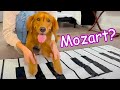 I Taught My Dogs to Play Piano! 🎹