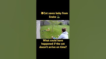 Cat saves baby from snake 🐈🐍 #shorts #viralshorts