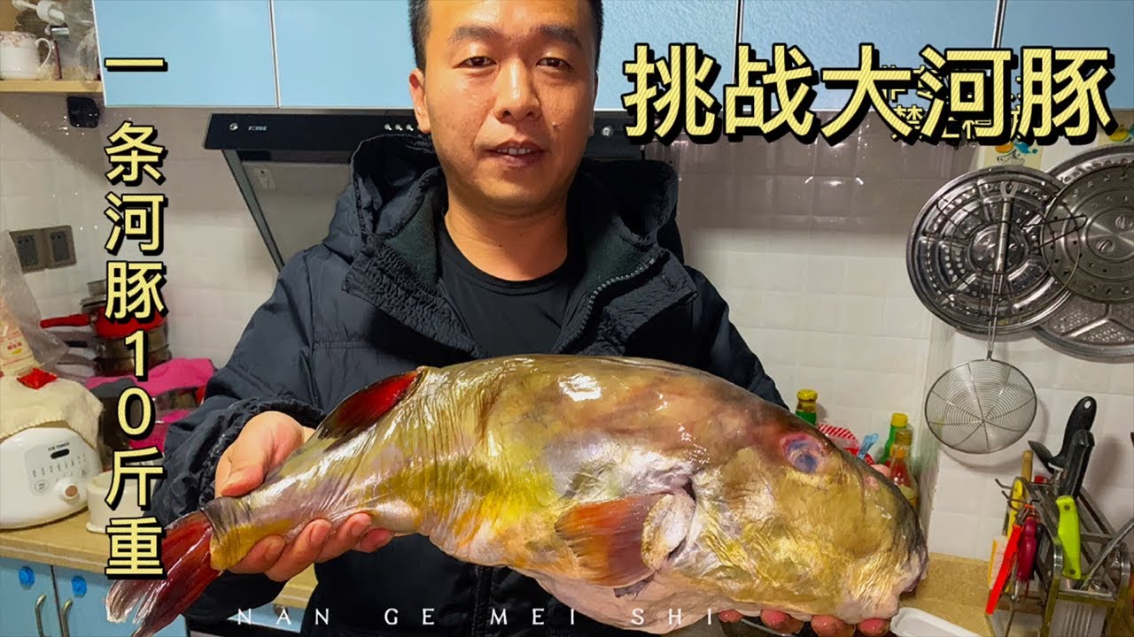 南哥美食 一条巨大的河豚 把经常吃河豚的潮汕人给惊呆了 不敢动手 找专饭店加工结果还翻车了 Youtube