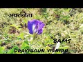 अपरजिता plant ⚛️ | Dravyaguna vidnyan | BAMS 2nd year #dravyaguna #bams2ndyear #shortvideo