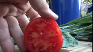 ⟹ Santa Maria Tomato | Solanum lycopersicum | Tomato review 2016