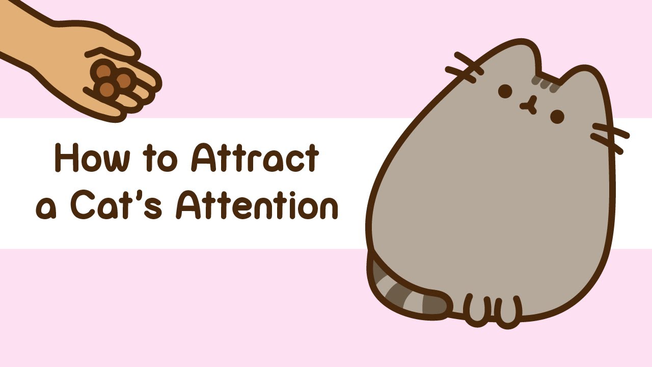 Pusheen: How to Attract a Cat's Attention - YouTube
