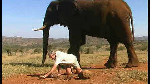 Alan Root's hilarious spoof about wildlife filming