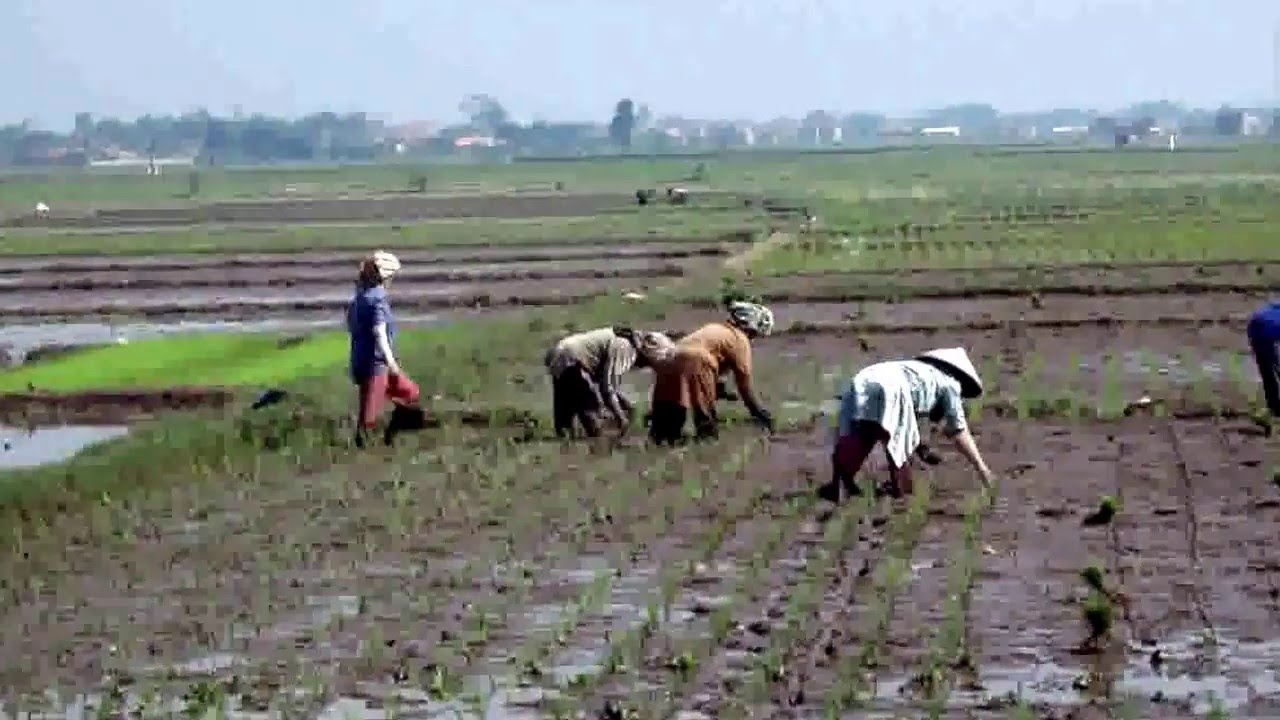 Beginilah CARA menanam padi  di kab Bandung YouTube