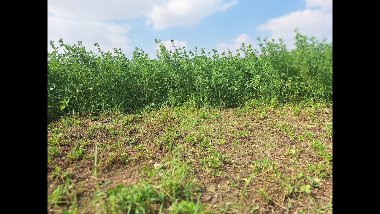 مزرعة 18 فدان للخضار و الانتاج الحيواني في وادي النطرون