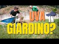 PIANTIAMO LE VIGNE... IN GIARDINO? | Coltivazione uva in giardino | Orto e giardinaggio 2020