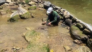 Chặn Suối Bắt Cá, Hạ Thuốc Bằng Hạc Mọt [ Cá Suối]