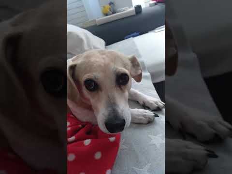 camera iphone 8 plus apk Poor lizard dog is ill today... :(