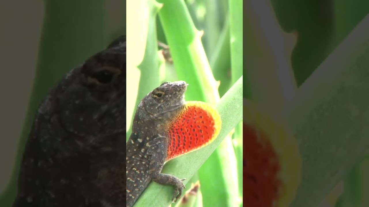 Вы видели СЛОЙКУ ANOLE LIZARDS ? 