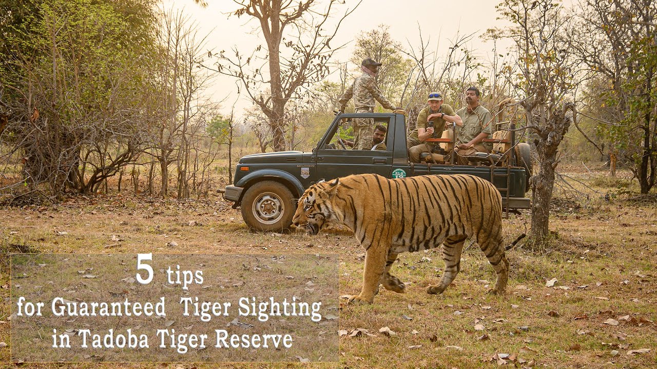 5 Tips to enhance safari experience and Guaranteed Tiger Sighting in Tadoba