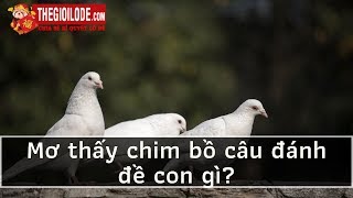 Mơ thấy chim bồ câu đánh đề con gì?