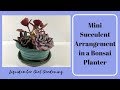 Mini Succulent Arrangement in a Mini Bonsai Planter