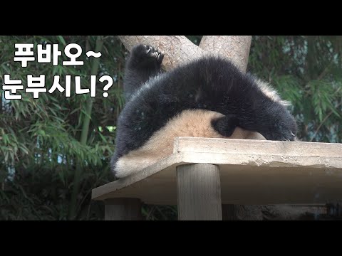 에버랜드 판다 푸바오, 아이바오, 러바오 바오패밀리의 꿈나라 쿨쿨 타임~ 아이바오 또 응가하다가 잠들었구나? 러바오 옆으로 누워자기, 푸바오 엄마처럼 엎드려 자기~ 힐링 바오패밀리