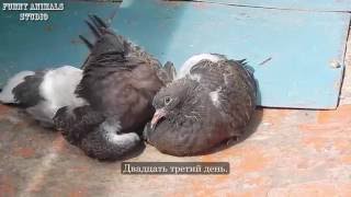 Голуби - Птенцы голубей от рождения до месяца - Голубиная сага - 9 серия Голуби - Птенцы голубей от рождения до месяца - Голубиная сага - 9 серия