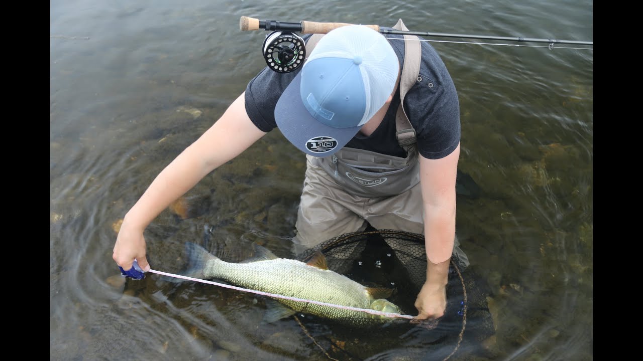 Fishing for ASP - a short Trailer