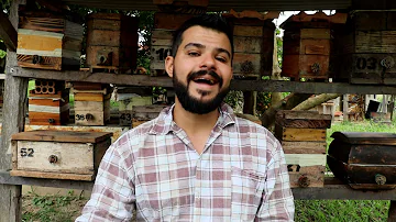 Como alimentar as abelhas com açúcar?