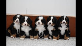 Sasha's Bernese Mt Dog puppies