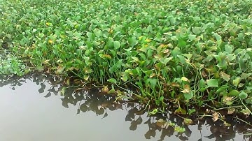 Cây bèo lục bình, Bèo tây, Bèo Nhật Bản, Bèo sen #Pontederiaceae