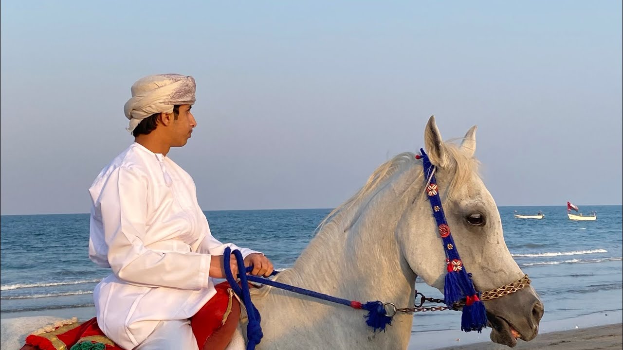 #فلوق عرضه الخيول صحم