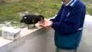 Video-0018.mp4