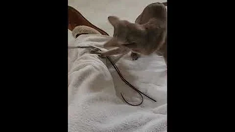 Watch the video about Ariana - Blue Oriental Kitten - SPCR