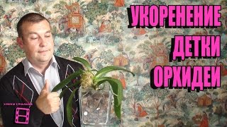 УКОРЕНЕНИЕ ДЕТКИ ОРХИДЕИ ФАЛЕНОПСИС. КАК УСКОРИТЬ? ОРХИДЕИ. ЭКЗОТИКА НА ПОДОКОННИКЕ(Можно ли стимулировать корнеобразование у деток орхидеи, тем самым снизить нагрузку на взрослый фаленопси..., 2016-09-14T17:00:02.000Z)