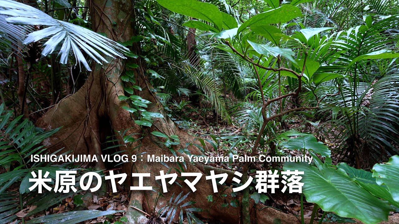 Ishigakijima Vlog 09：米原のヤエヤマヤシ群落 - YouTube