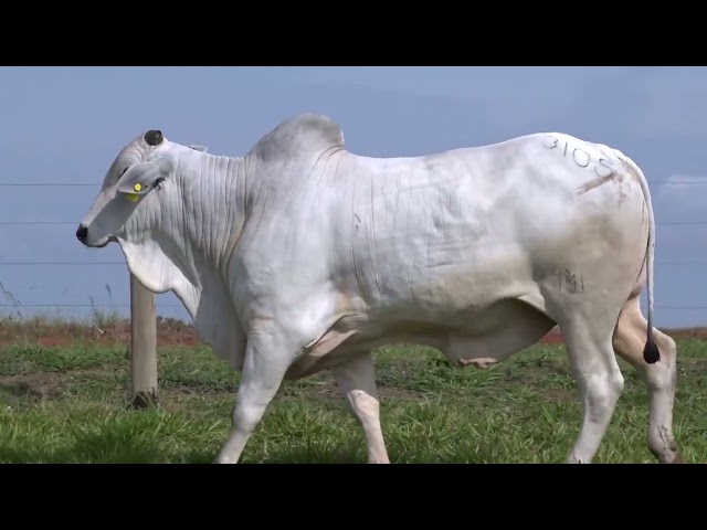 Lote 04   11º Leilão Fazenda Modelo