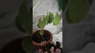 Орхидейное дерево Баухиния Часть 4