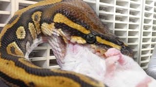 SNAKE FEEDING INSANITY! | BRIAN BARCZYK