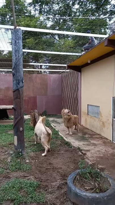 Singa makan ayam hidup
