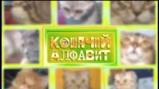 Русская голубая кошка и кошка породы нибелунг Русская голубая кошка и кошка породы нибелунг