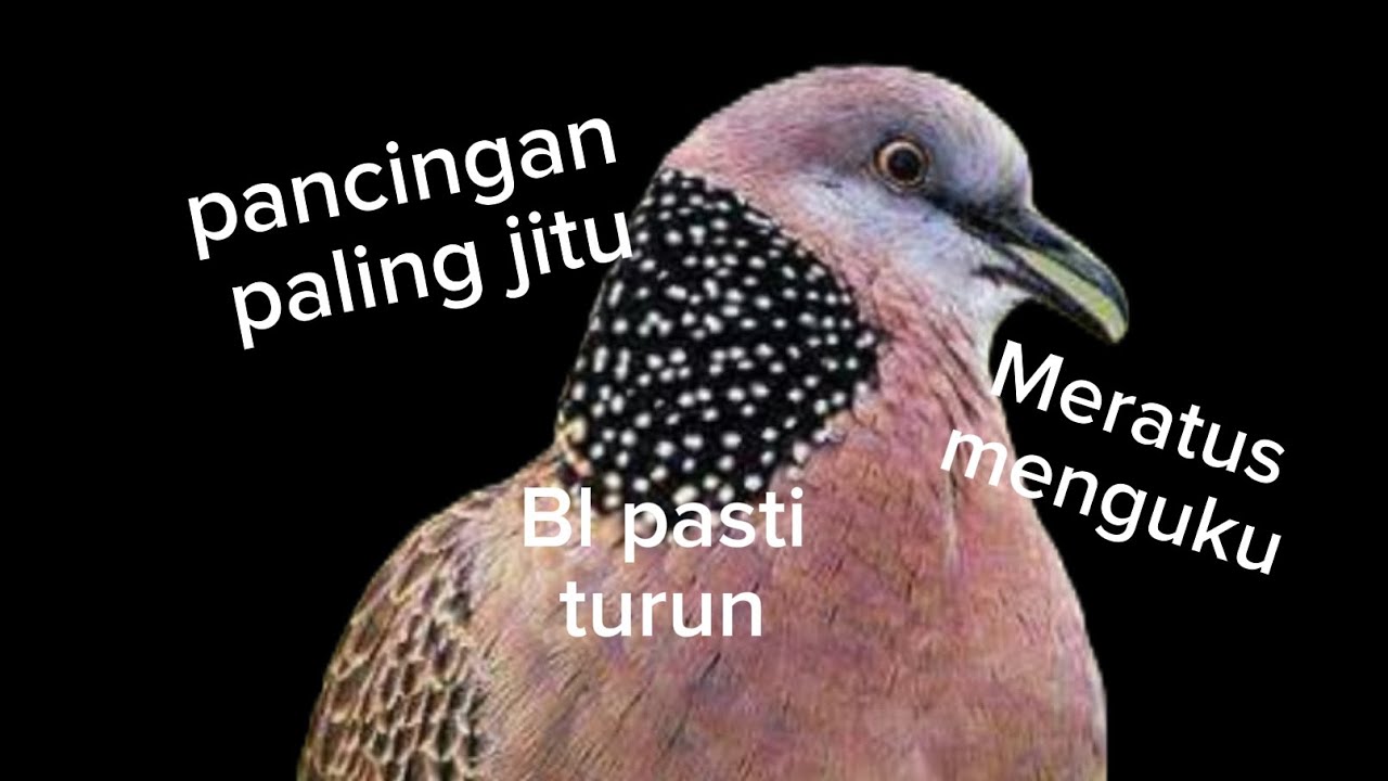 #suara pancingan tekukur, Meratus menguku,