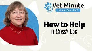 Vet Minute: How to Help a Dog with Bad Gas by Revival Animal Health 5,494 views 1 year ago 3 minutes, 11 seconds