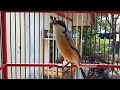 Cendet Gacor Full Isian Sikatan Londo Prenjak Konin Lovebird Mp3 - Mp4 Download