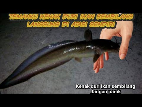cara atasi kenak