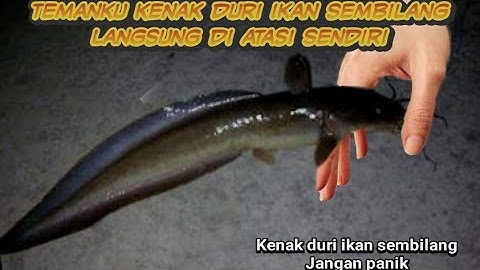 cara atasi kenak duri ikan sembilang